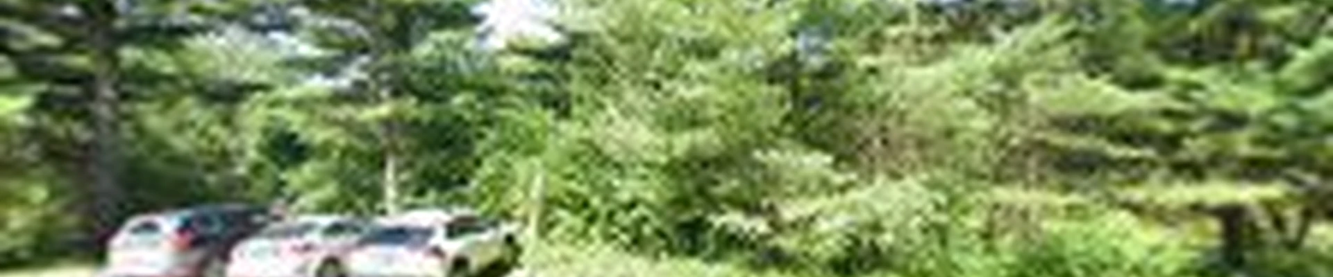 Sprout Gardening & Landscaping L.L.C.