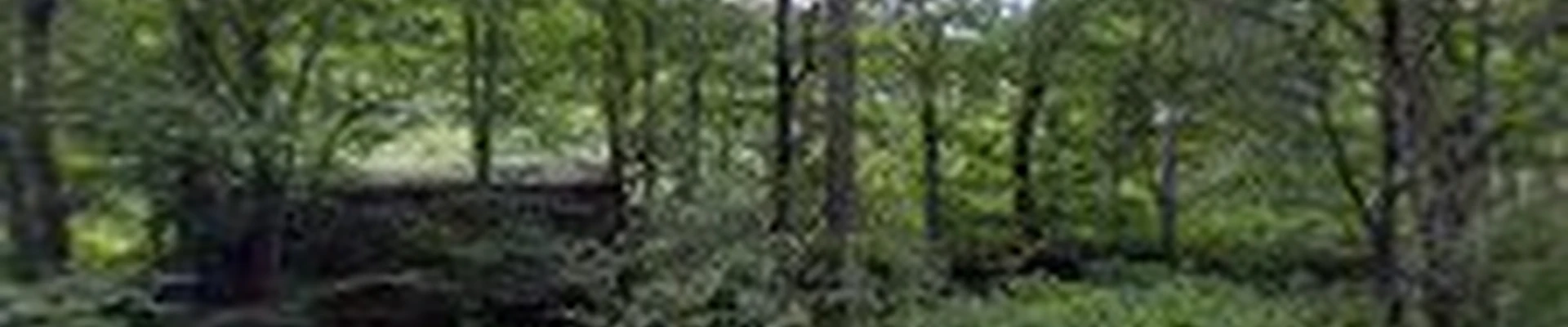 ArborScape Inc.