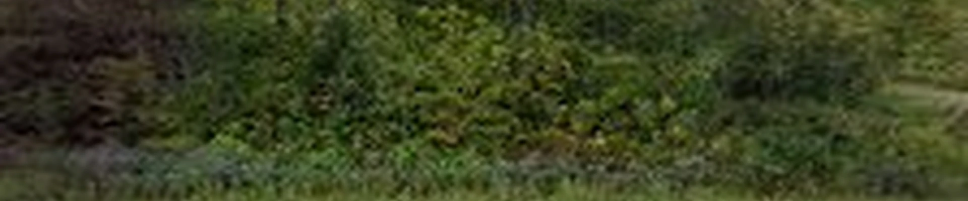 Black Diamond Tree Service, Inc