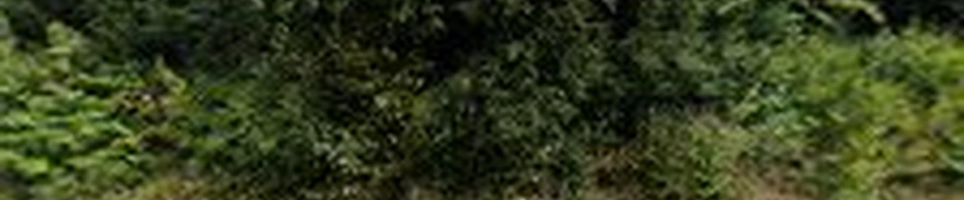 Tree Protection Services