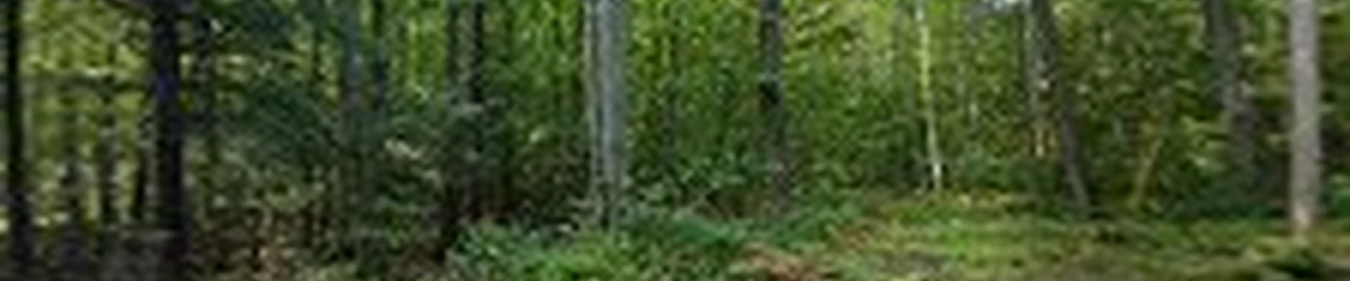 Fox Tree & Landsape Services