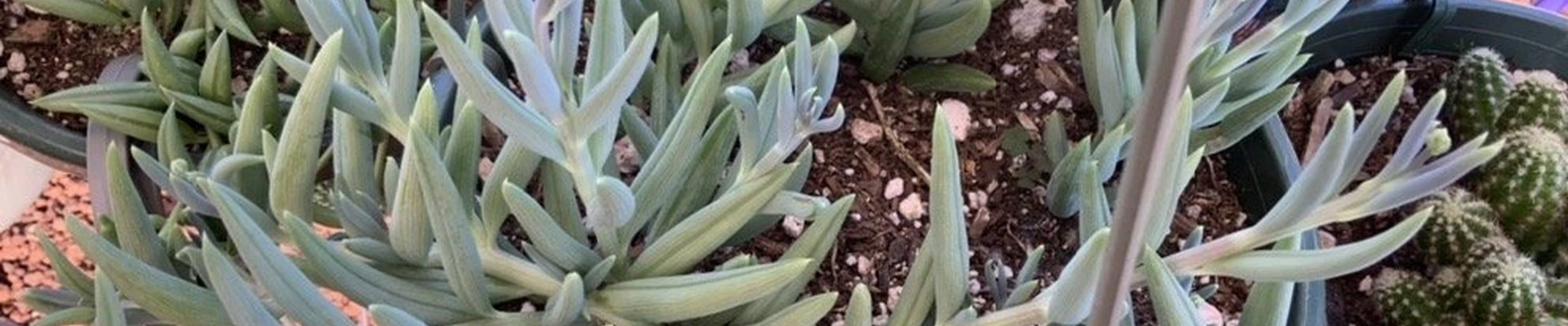 Luxurious Succulents