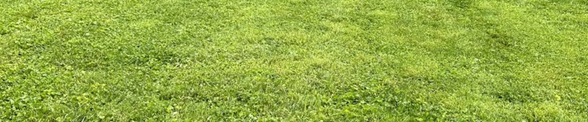 Stl Gold Lawncare & Landscape