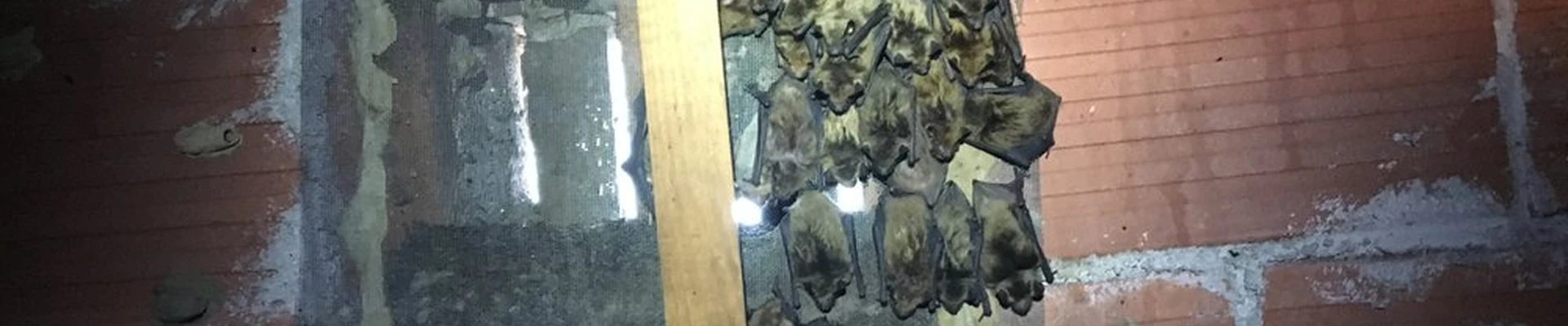 AJS Wildlife Solutions