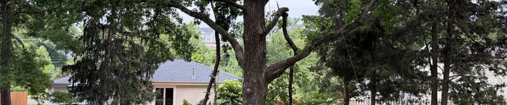 Maxima's Tree Service