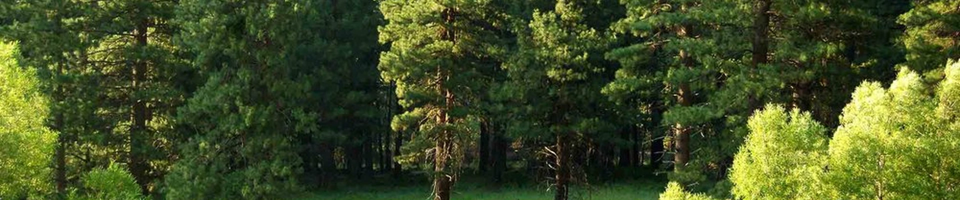 An Affordable Tree Service