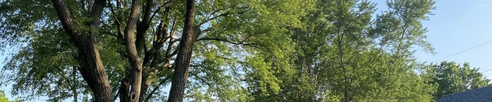 Top Quality Tree & Lawn Service