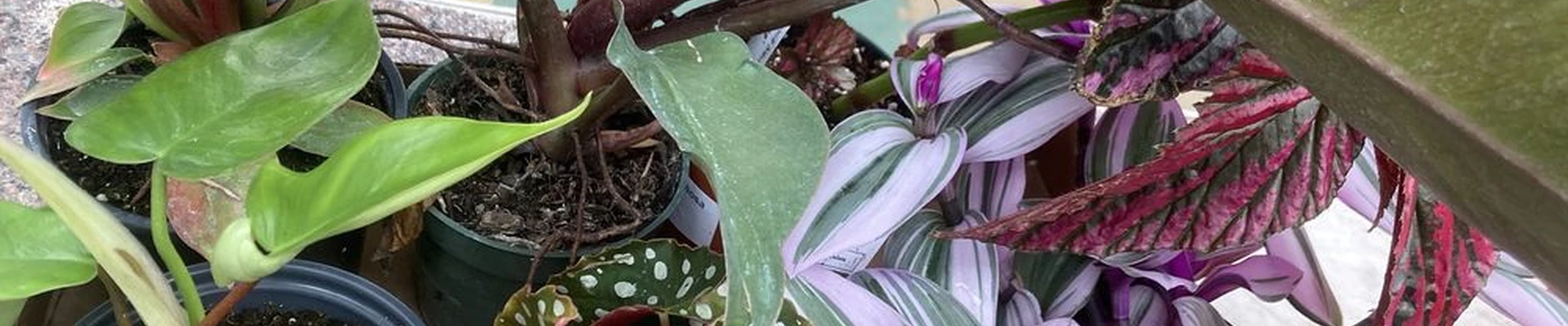Larry's Nursery