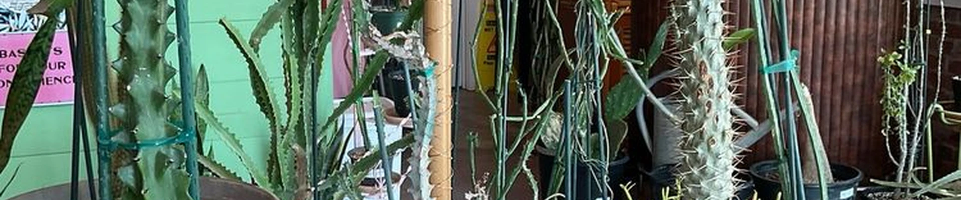 Virgil's Plant Shop