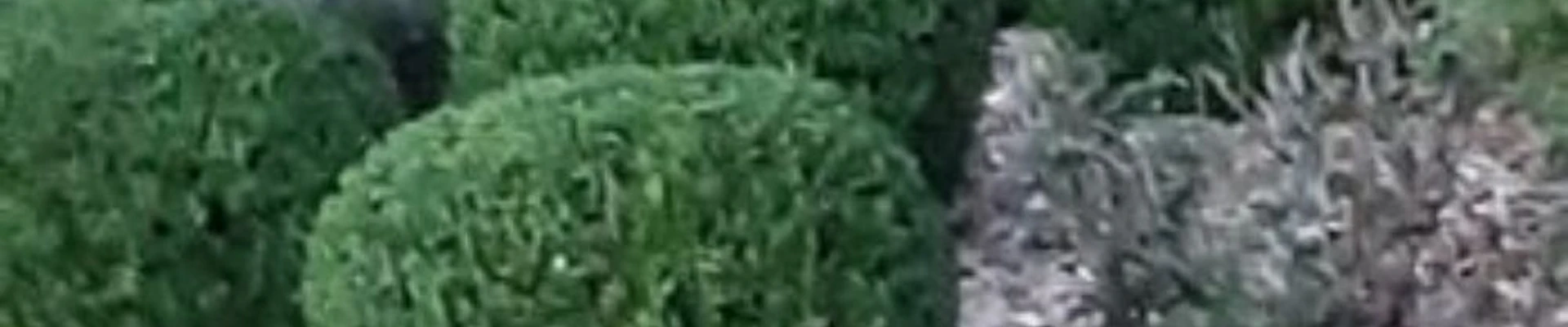 Like Magic Lawn & Landscaping