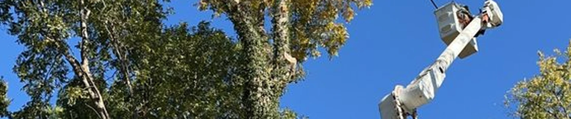 Daniel’s Tree Service