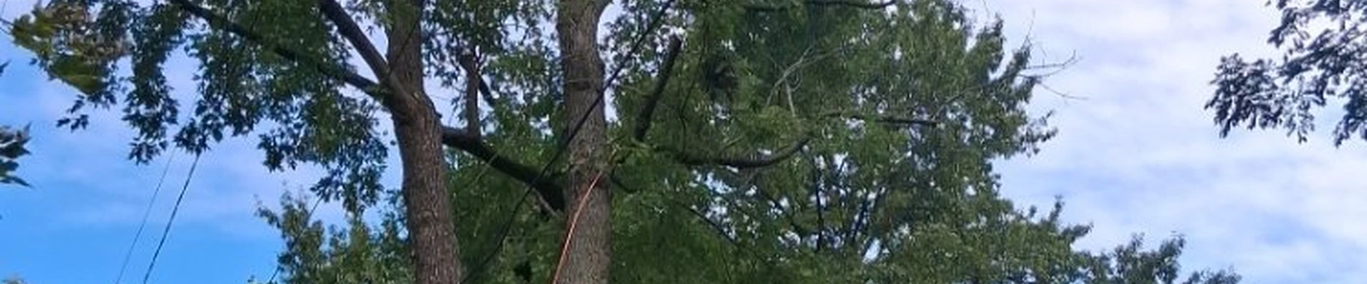 Alvarado Tree Services