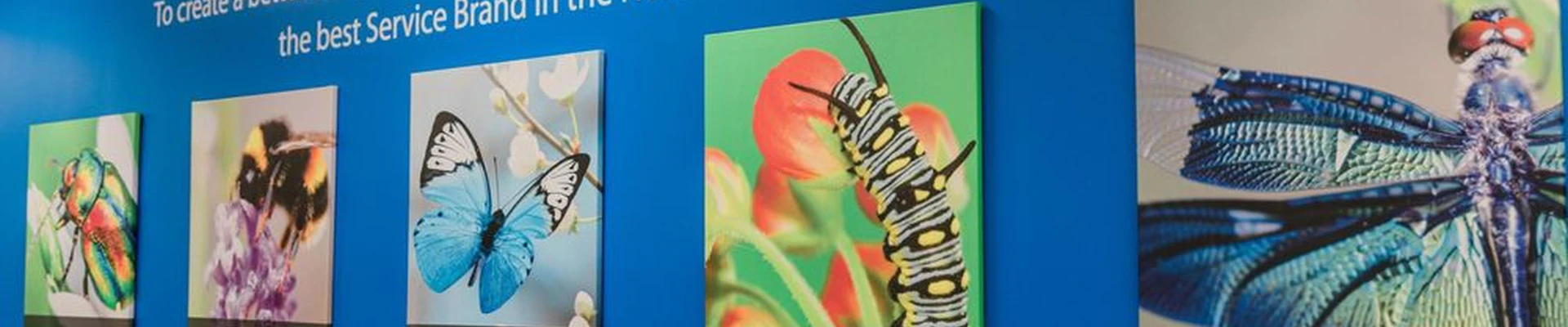 Insight Pest Solutions