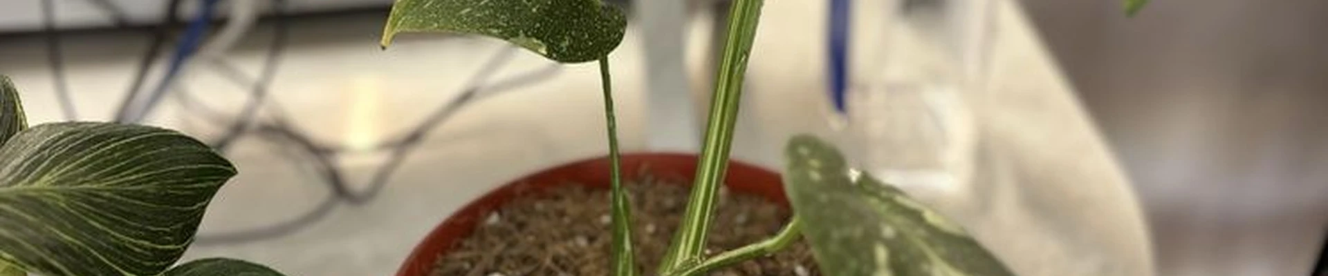 Terra Bella Nursery