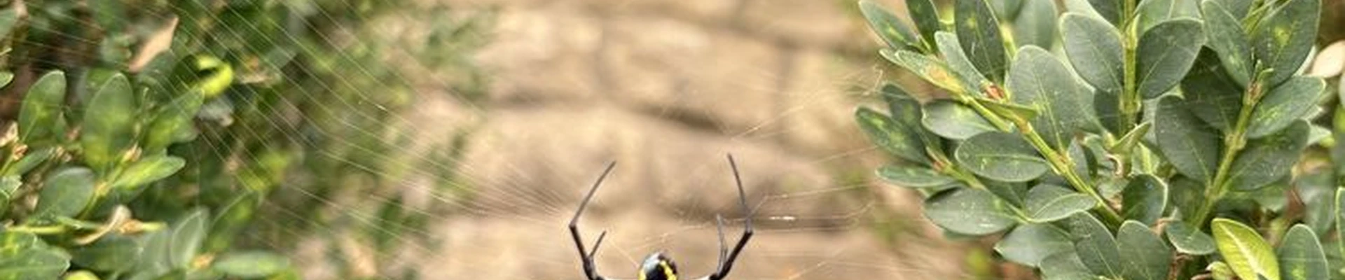 Bug Off Pest Control