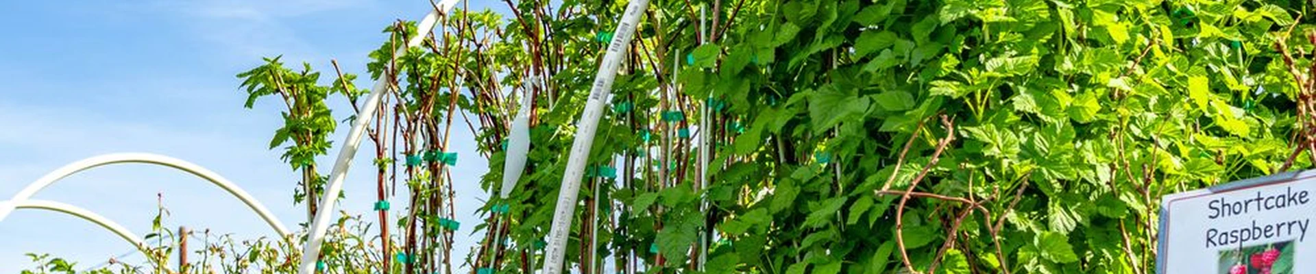 Green's Produce and Plants