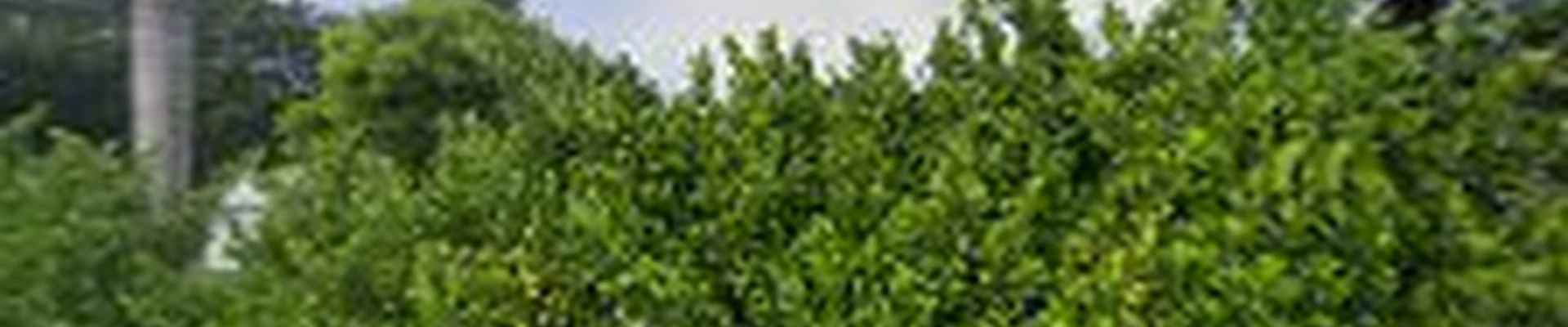 ACCO LLC