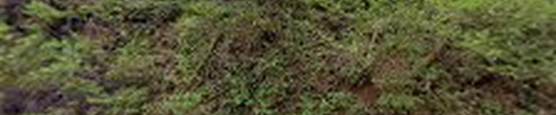 Chattanooga Septic Repair