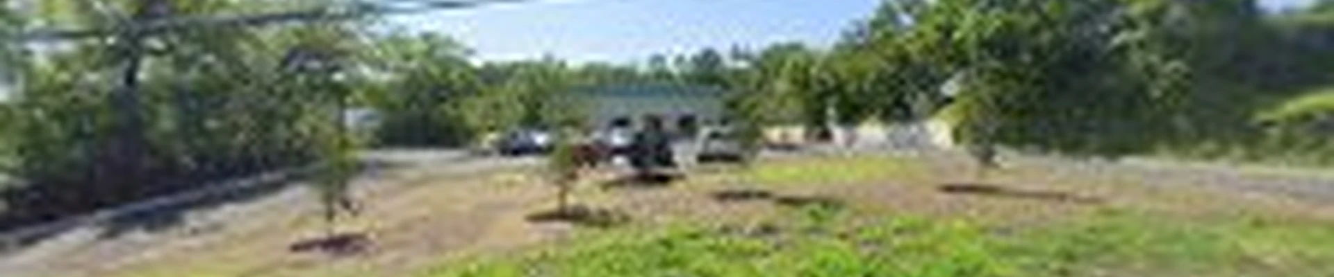 SavATree - Tree Service & Lawn Care