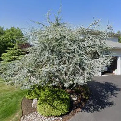 Gabriel Costanzo General Landscaping Inc.