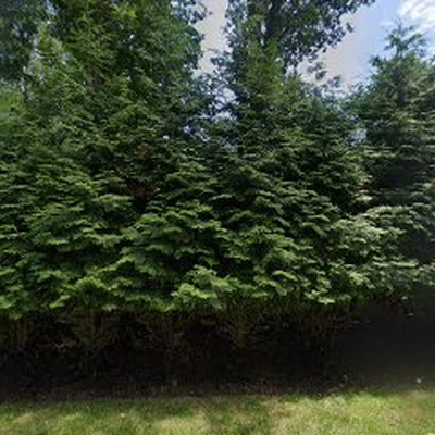 MFP Landscaping