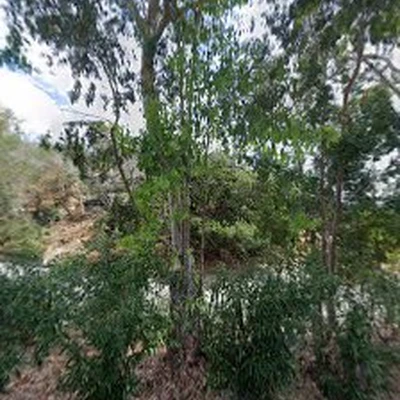 Jose Luis Landscaping