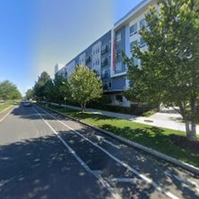 American Elm Landscape