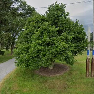 Northern Buckeye Lawn & Landscape