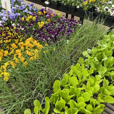 Sherwood Forest Nursery & Garden Center