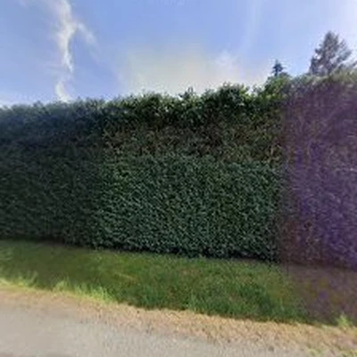 Aadams Tree Service, Trimming, & Stump Grinding Woodinville Wa