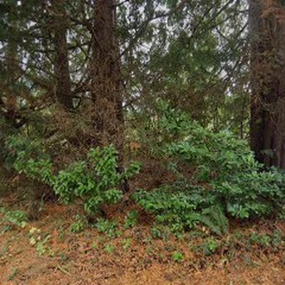 Westerlund Tree Service