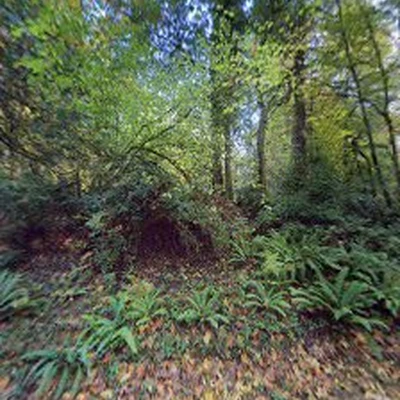 Bainbridge Custom Woodcutting, LLC | Lumber Milling, Stump Grinding