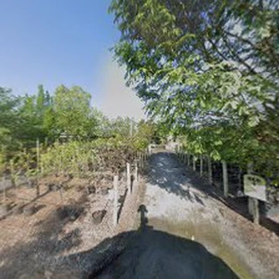 Southern Tree Service