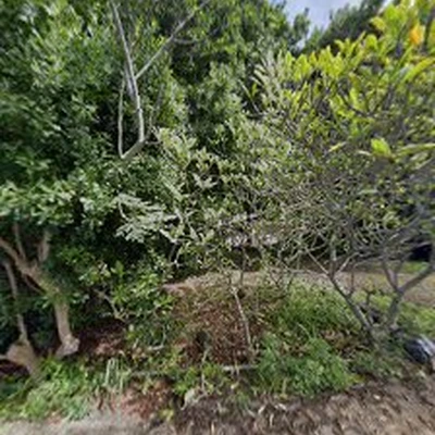 Top Notch Tree Services