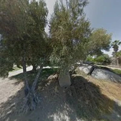 Great Green Arborists - Tree Service