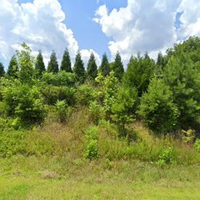 Rich’s Tree Service LLC