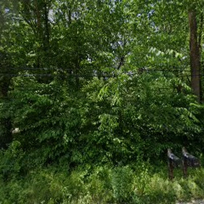 Wolfinger Tree Service & Stump Grinding