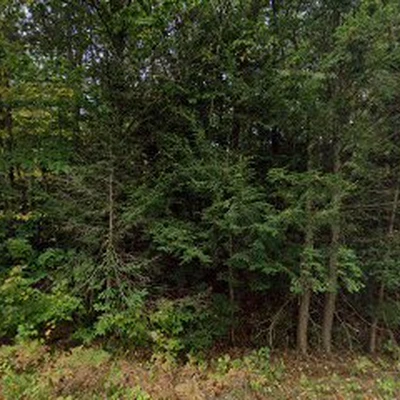 United Tree Service LLC