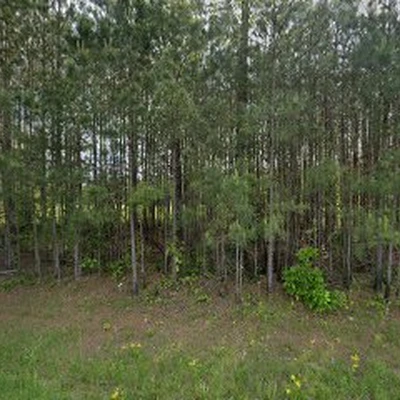 Seales Jason Tree & Stump Services