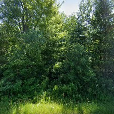 Steve & Trav's Tree Works
