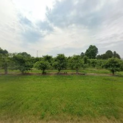 DEMOTREE LLC