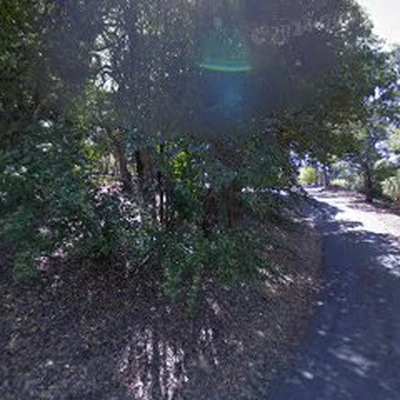 Arborists That Climb