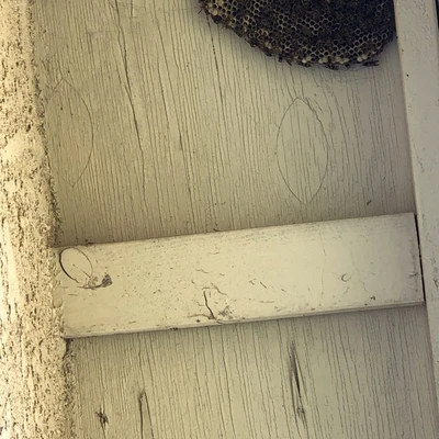 Pro Max Pest Solutions