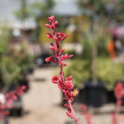 Belmont Nursery