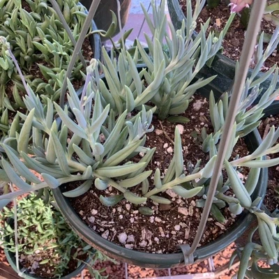Luxurious Succulents