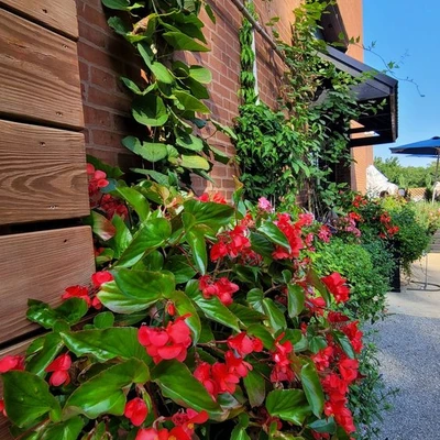 Rolling Ridge Nursery