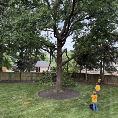 Maxima's Tree Service