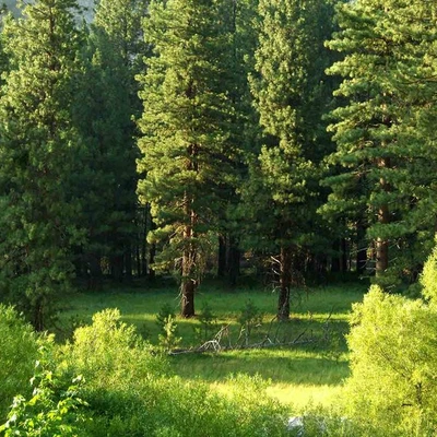 An Affordable Tree Service