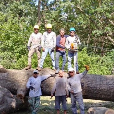 Martinez Tree & Lawn Service