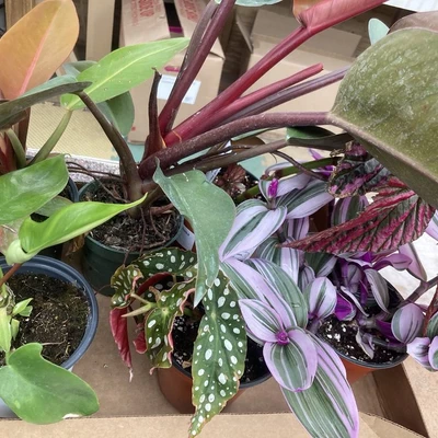 Larry's Nursery